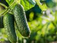 Господиням на замітку! Які сорти огірків краще підходять для засолювання та консервування